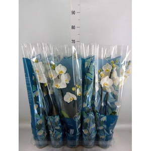 Phalaenopsis   ...white
