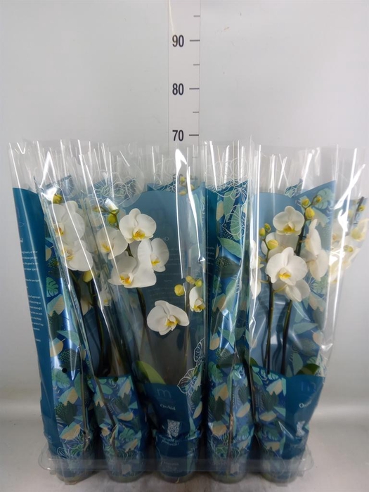 <h4>Phalaenopsis   ...white</h4>