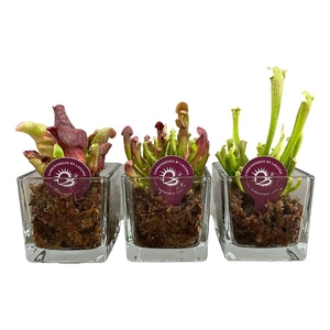 Sarracenia mix in glazen accubak met mos