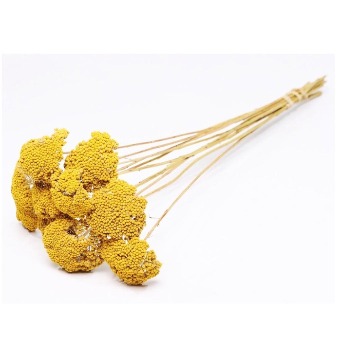Achillea Parker Natural Yellow