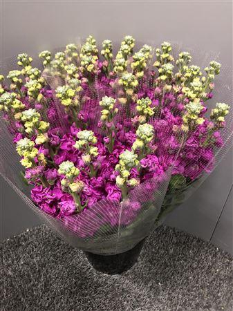 <h4>Matth Iron Rose</h4>