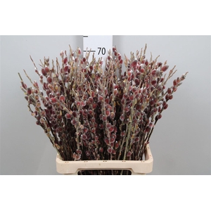Salix G Pink Cushion