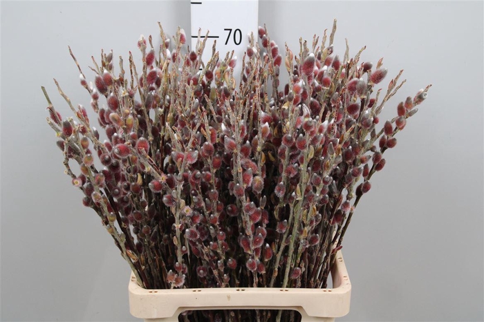 <h4>Salix G Pink Cushion</h4>