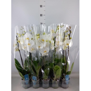 Phalaenopsis   ...
