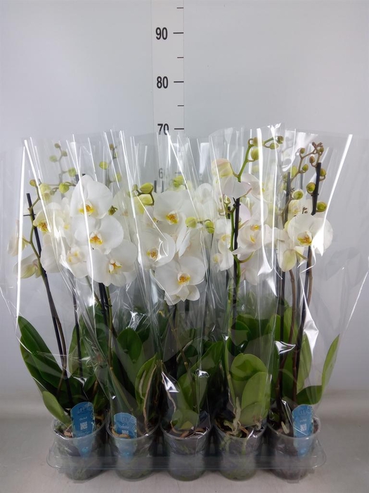 <h4>Phalaenopsis   ...</h4>