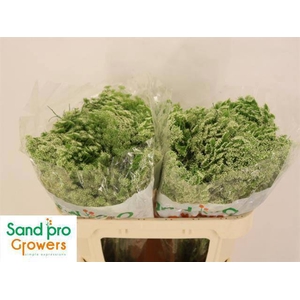 AMMI VIS CASABLANCA