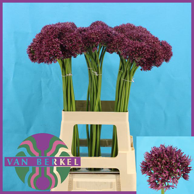 <h4>Allium Firmament JM Van Berkel</h4>