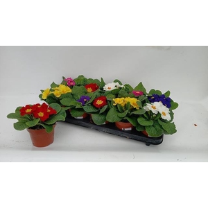 PRIM ACAULIS GEMENGD