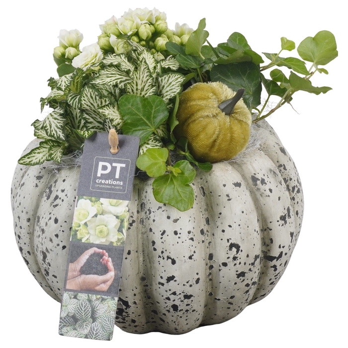 <h4>Arr.   Planten L%</h4>