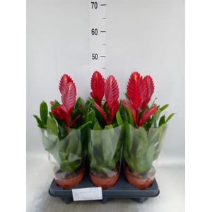 Vriesea  'Porto'
