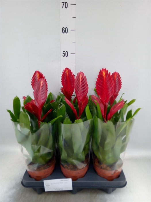 <h4>Vriesea  'Porto'</h4>