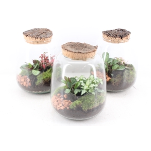 arr3 WR - Terrarium Hyperion