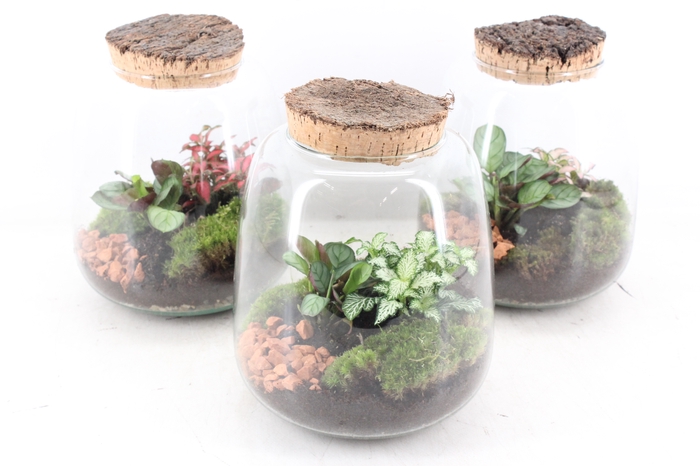 <h4>arr3 WR - Terrarium Hyperion</h4>