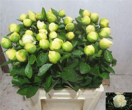 <h4>Paeo L Crem Extra</h4>