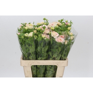 Ranunculus Magical Mascarpone