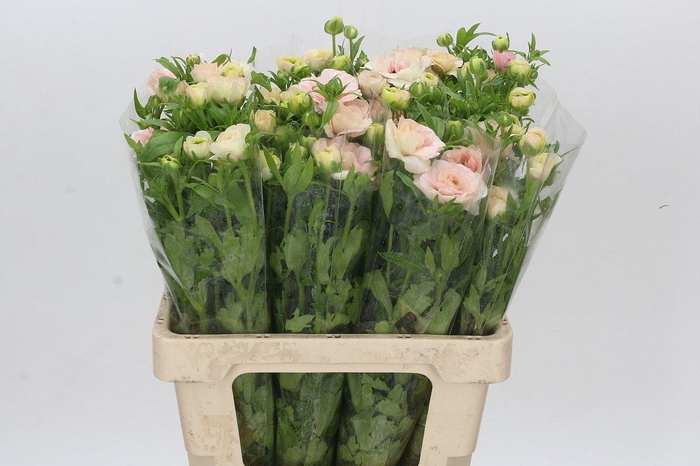 <h4>Ranunculus Magical Mascarpone</h4>