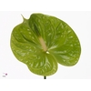 Anthurium Midori