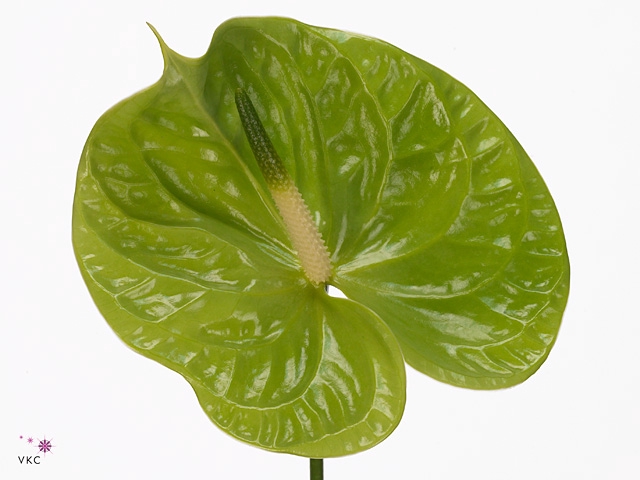 Anthurium Midori