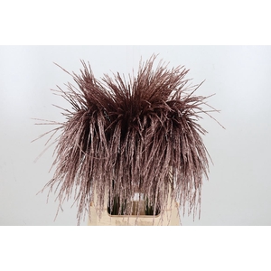 Miscanthus Kl Bh Rose Goud