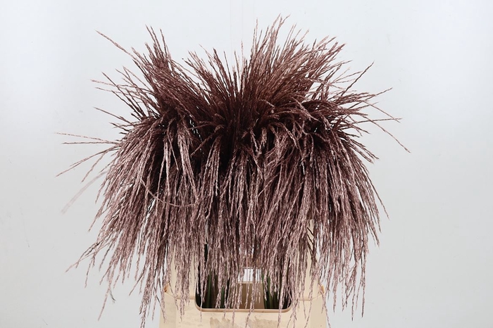 <h4>Miscanthus Kl Bh Rose Goud</h4>