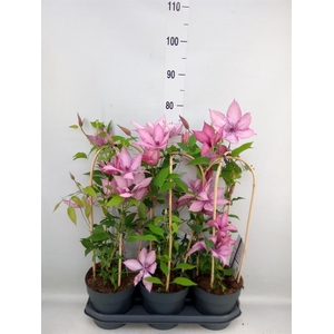 Clematis  'Garland'   ...