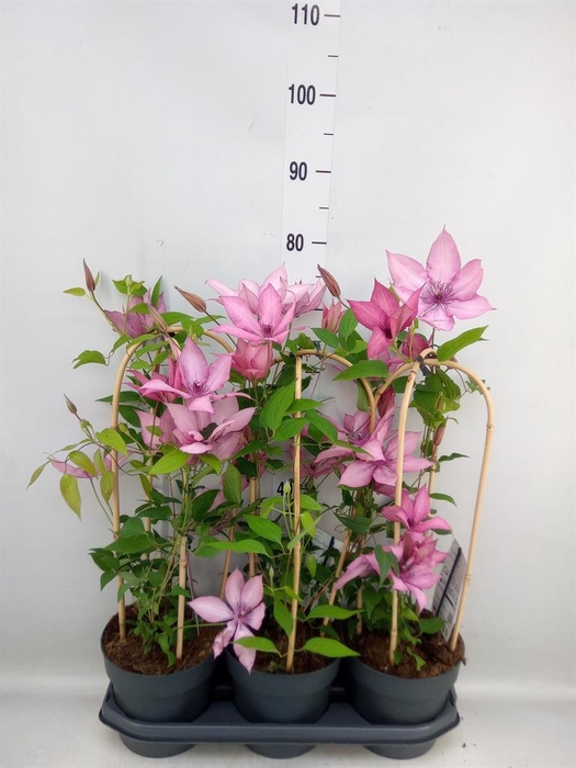 <h4>Clematis  'Garland'   ...</h4>