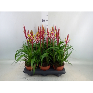 Guzmania  'Misty'