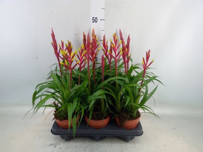 <h4>Guzmania  'Misty'</h4>