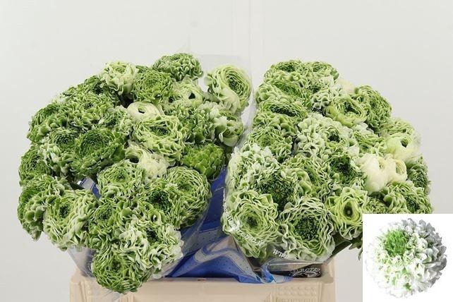 <h4>RAN PON PON IGLOO</h4>