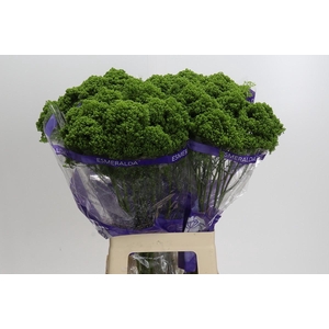 Trachelium Jade