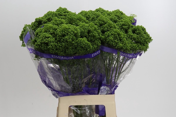 Trachelium Jade