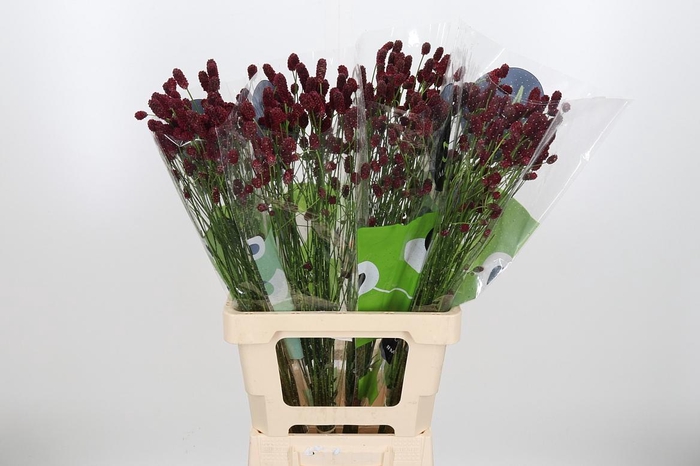 <h4>Sang Of Red Dream</h4>