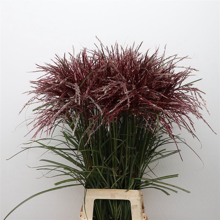 <h4>Miscanthus Rotfeder</h4>