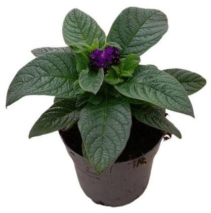 <h4>Heliotropium 'Scentropia Blue'</h4>
