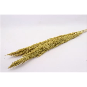 Bunch Wild Cortaderia Slv 2Pcs L145