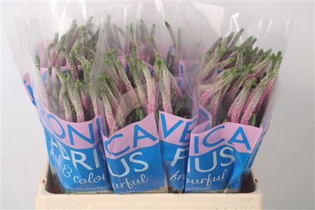 <h4>Veronica Clea Roswitha</h4>
