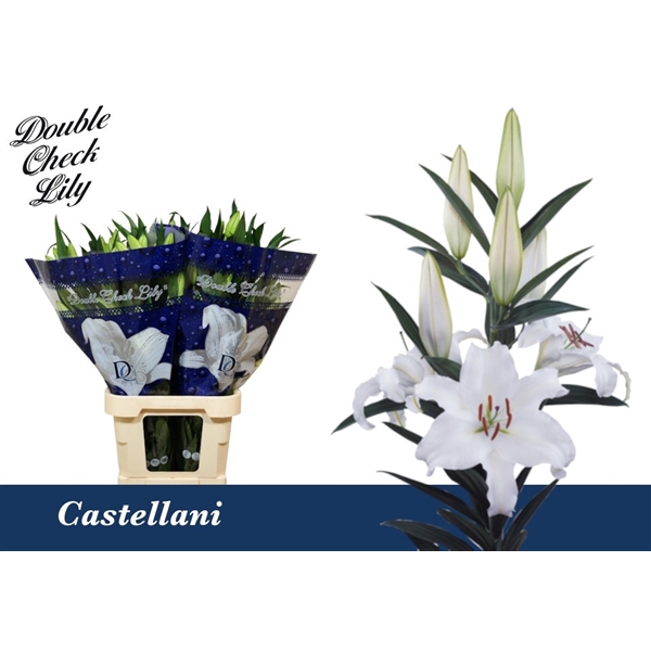 <h4>Li Or Castallani 5+ Double Check</h4>