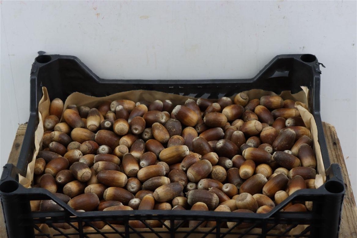 <h4>Pinea Quercus Nuts</h4>