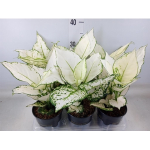 Aglaonema  'White Joy'