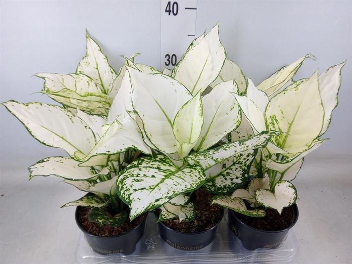 <h4>Aglaonema  'White Joy'</h4>