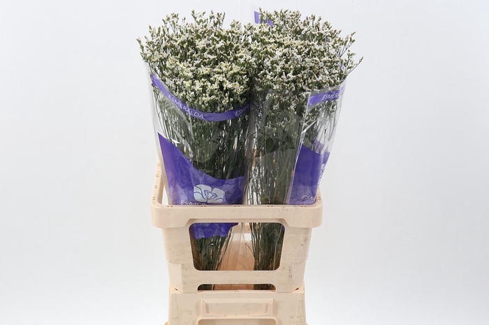 <h4>Lim S Activa White</h4>