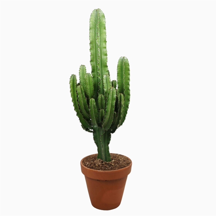 <h4>Euphorbia abyssinica</h4>