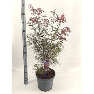 Acer pal. 'Red Pygmy'