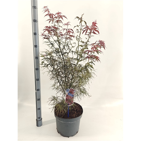 <h4>Acer pal. 'Red Pygmy'</h4>
