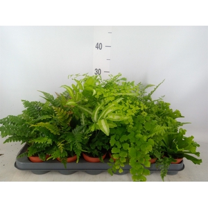 Ferns   ...mix