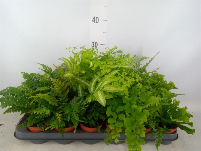 <h4>Ferns   ...mix</h4>
