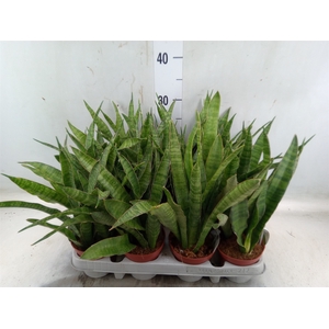 Sansevieria zeylanica 'Greenline'