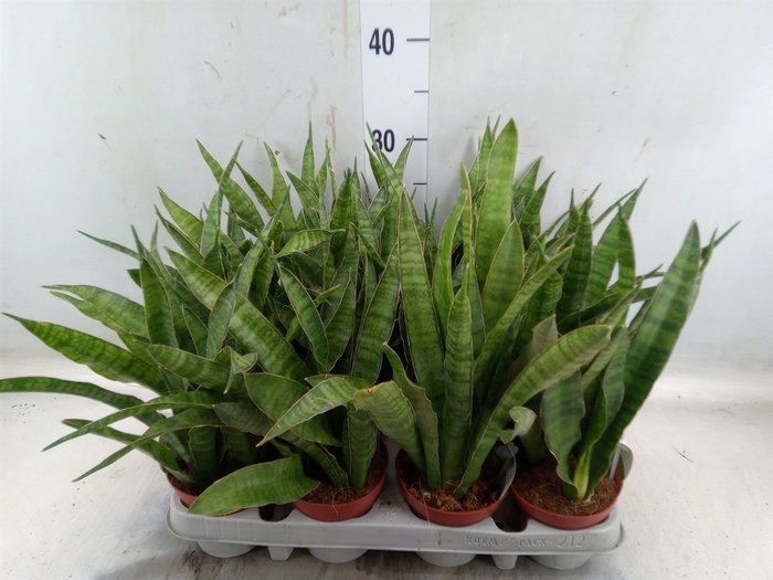 <h4>Sansevieria zeylanica 'Greenline'</h4>