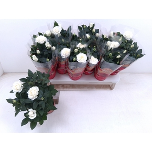 !! PROMO !! ROSA FAVORITA WHITE