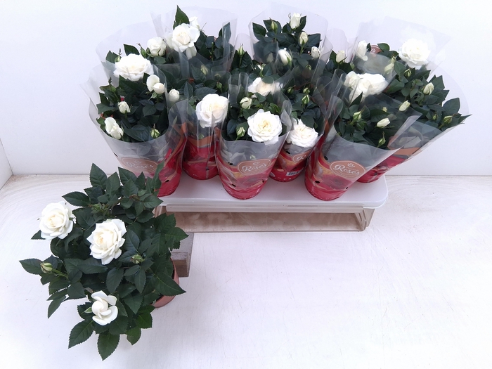<h4>!! PROMO !! ROSA FAVORITA WHITE</h4>